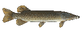 Hecht