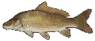 Karpfen